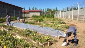 Más huertas para las cárceles de Río Negro