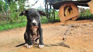«El maltrato animal debe ser visibilizado con profundidad»