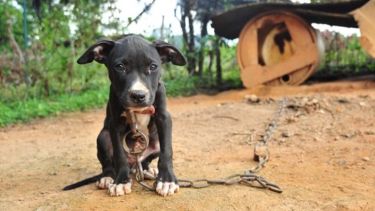 Los animales, y muy especialmente perros y gatos,  dan señales claras de que son maltratados en su actitud de temor y sumisión exagerados. 
