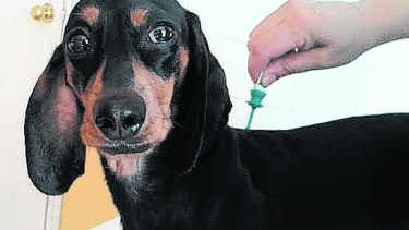 Las pipetas se colocan sobre la piel y no en el pelo, aclara la médica veterinaria Romina Ricci.