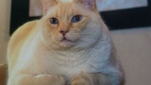 Pronóstico: así llega el martes a la región