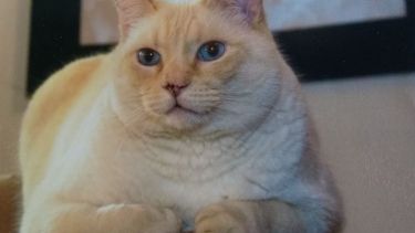 Saludamos hoy al gato Lulo, cuya foto nos la manda la familia de "Chiqui" Robles. ¡Acordate! Podés presentarnos a tu mascota en redes, para que salga en el pronóstico.-