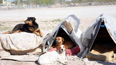 Saludamos hoy a los perros del refugio de Cipolleti. Foto: Flor Salto. ¡Acordate! Podés presentarnos a tu mascota en redes, para que salga en el pronóstico.-