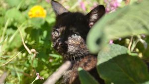 Pronóstico: ¿Arranca soleado este lunes en la región?