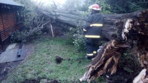 Alerta en Bariloche por la caída de cipreses afectados por un hongo