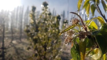 Si bien se anticipa buen tiempo, se mantendrán las heladas nocturnas. Foto: Néstor Salas.-