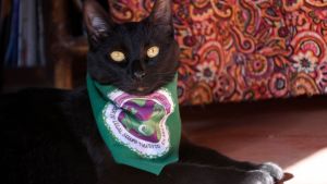 Pronóstico: la semana termina nubosa en la región