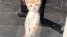 Imagen de Chubut: hizo un pedido por internet y dejó como referencia a su gato
