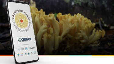 La nueva aplicación para saber si se trata de un hongo comestible. Se llama Patagonia Fungi