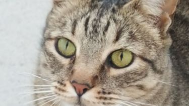 Hoy saludamos al Salteño, que vive en Cipolleti junto a Fernanda. Acordate! Podes presentarnos a tu mascota en redes.-