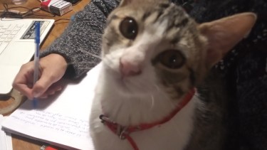 Hoy saludamos a Gaia, Tasha y Shuri, con las fotos que nos envió Camila. Acordate! Podes presentarnos a tu mascota en redes.-