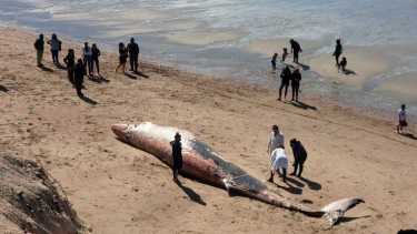 Un ejemplar de ballena sei,  apareció muerta esta mañana en la costa de Las Grutas, entre la tercera y la cuarta bajada. Foto Martín Brunella 