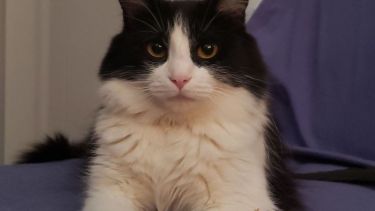 Hoy saludamos a Olivia, la compañera de Belén. Acordate! Podes presentarnos a tu mascota en redes.-