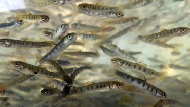 Los ejemplares juveniles se introdujeron en dos tramos del río Negro. (Foto Néstor Salas)