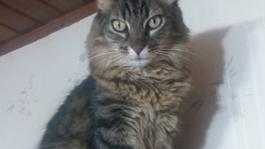 Hoy saludamos a Polito, que cuando se porta mal lo retan como Hipólito Barriga. Acordate! Podes presentarnos a tu mascota en redes.-