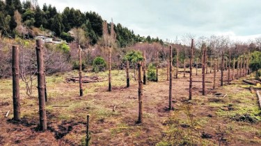 Los uniformado desarmaron la estructura para el cultivo de unos 5 m de ancho por 50 de largo. La comunidad pide su devolución. Foto: gentileza