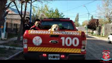 Video: audaz rescate de bomberos de Roca para salvar a un perro