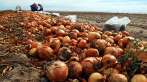 Imagen de Producción de cebolla: ecologistas versus agronegocios