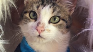 Pronóstico: enterate cómo viene el jueves en la región