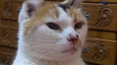 Hoy saludamos a Berlín y a Puka, que inician la semana con nosotros. Acordate! Podes presentarnos a tu mascota en redes.