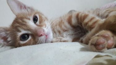 Hoy saludamos a Berlín y a Puka, que inician la semana con nosotros. Acordate! Podes presentarnos a tu mascota en redes.