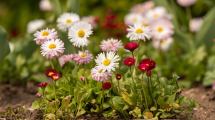 Imagen de Jardín: Color, textura y fragancia para crear nuestro propio oasis