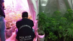 Secuestraron más de 40 plantas de marihuana en el barrio Lavalle de Viedma