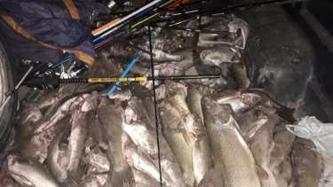 Fueron secuestradas más de 150 truchas y percas. (Gentileza).-