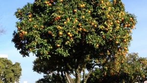 La Peña: El juego prohibido con las naranjas de la calle