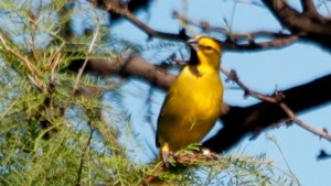 Liberan a tres cardenales amarillos que estaban en rehabilitación