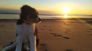 Hoy saludamos a Napoléon, que es fana de las puestas de sol en la playa. Acordate! Podes presentarnos a tu mascota en redes.-