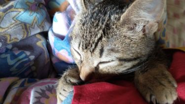 Hoy saludamos a Lucía, parte de la familia de Mónica. ¡Acordate! Podes presentarnos a tu mascota en redes sociales.-