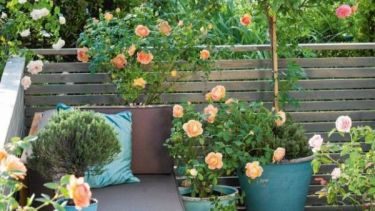 No hace falta tener un jardín. Los topiarios se lucen también en balcones y terrazas.  