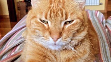 Hoy saludamos a Tomasito, con su fiaca para arrancar. ¡Acordate! Podés presentarnos a tu mascota a través de redes sociales.-