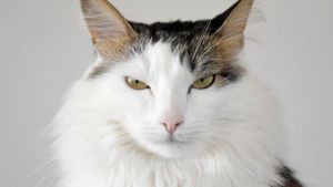 Pronóstico: ¿Se mantiene caluroso este martes a la región?