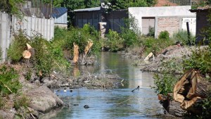 Sacan hasta árboles del Arroyo Durán, en la zona de los clubes en Neuquén
