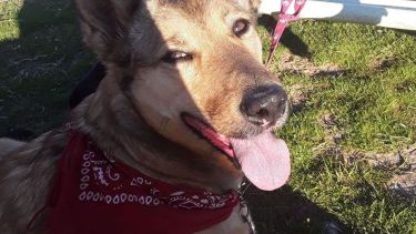 Hoy saludamos a Ámbar, parte de la familia de Carla. ¡Acordate! Podés presentarnos a tu mascota a través de redes sociales.- 