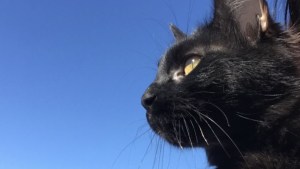 Pronóstico: te contamos cómo llega el lunes feriado a la región