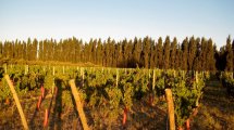 Imagen de El mejor vino del mundo se hace acá: Pinot Noir Treinta y Dos 2018, de Bodega Chacra