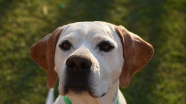 Hoy saludamos a Cacao, parte del clan de Estela. ¡Acordate! Podes presentarnos a tu mascota en redes sociales.-