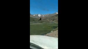 Encontraron una bandada de cóndores al costado de la ruta