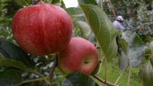 En Argentina, tierra de las manzanas, las importaciones saltaron 600%