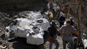 Un dinosaurio hallado en Chubut ayuda a entender el período volcánico