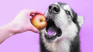 Can Dog Eat Apple