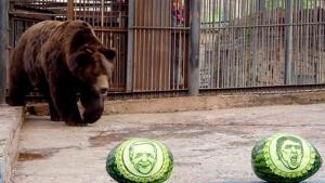 Dos tigres y un oso predicen que Joe Biden ganará las elecciones en EE.UU.