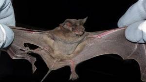 Encontraron un murciélago con rabia en Allen y activarán campaña de vacunación