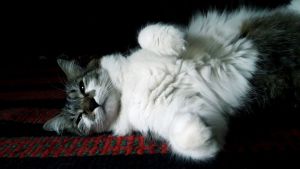 Pronóstico: el último lunes de noviembre asoma soleado en la región