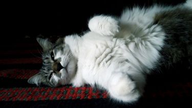 Hoy saludamos a Panchis, con la fiaca de los lunes. ¡Acordate! Podes presentarnos a tu mascota en redes sociales.