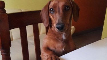 Hoy saludamos a Greta, parte de la familia de Vanesa. ¡Acordate! Podes presentarnos a tu mascota en redes sociales.