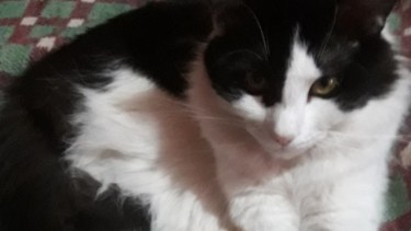 Hoy saludamos a Bichi, que arranca el jueves con modorra. Acordate! Podes presentarnos a tu mascota en redes